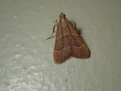 Arta epicoenalis