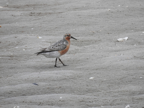 iNaturalist image