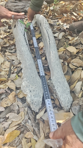 American Crocodile (Crocodylus acutus)