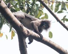 Trachypithecus phayrei