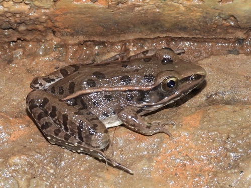 Southern Leopard Frog observed by ptcrawford