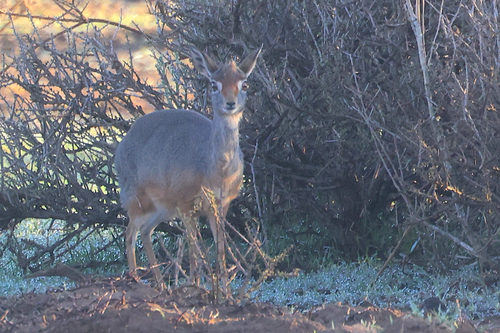 Salt's Dik-dik
