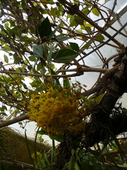 Sinclairia discolor