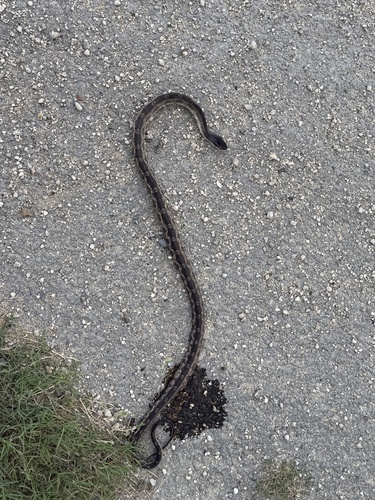Western Ratsnake observed by texastrooper