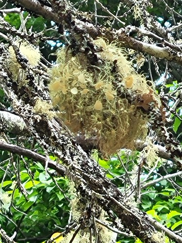 Usnea quasirigida observed 2026-05-26