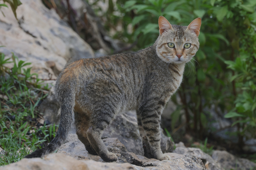 North African Wildcat
