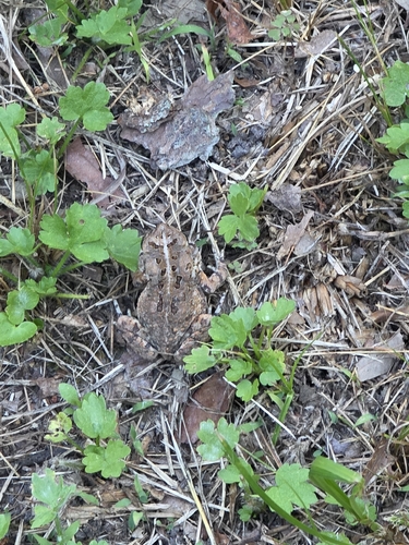 Fowler's Toad observed by inbetweenbays