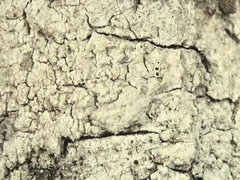 Lecanora impudens