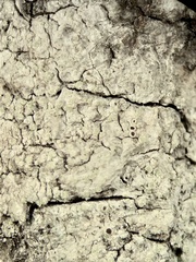 Lecanora impudens