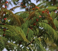 Albizia chinensis