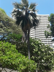 Pritchardia beccariana