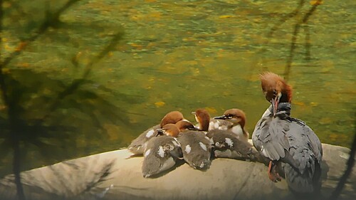 Common Merganser observed by cindywulff