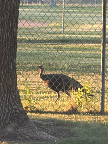Wild Turkey observed by griffinspots