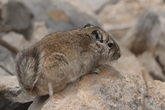 Speke's Gundi photo 2