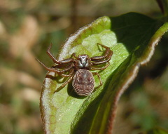 Coriarachne depressa