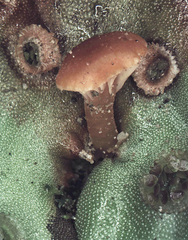 Loreleia postii