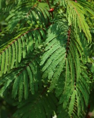 Albizia chinensis