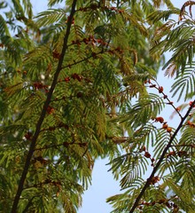 Albizia chinensis
