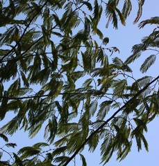 Albizia chinensis