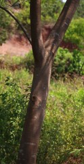 Albizia chinensis