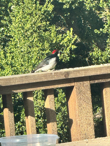 Acorn Woodpecker observed by nancyblack1962