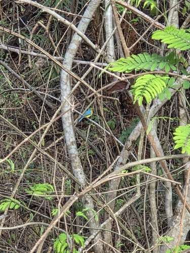 Orange-breasted Bunting (Passerina leclancherii)