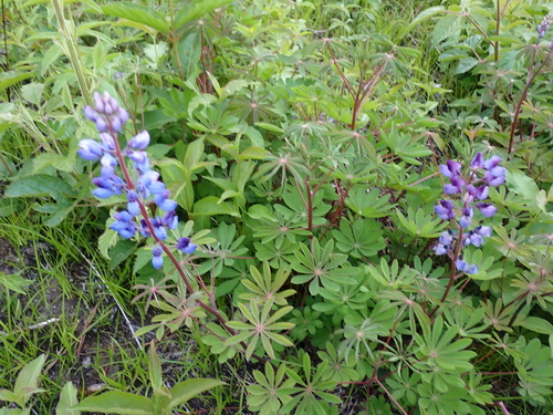 Sundial Lupine