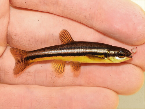 Northern redbelly dace (Chrosomus eos) — Cyprinidae — 2