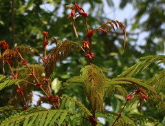 Albizia chinensis