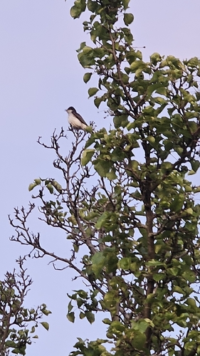 Eastern Kingbird observed by reidn7