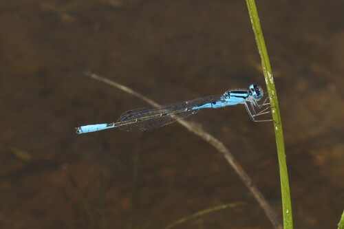 Azure Bluet