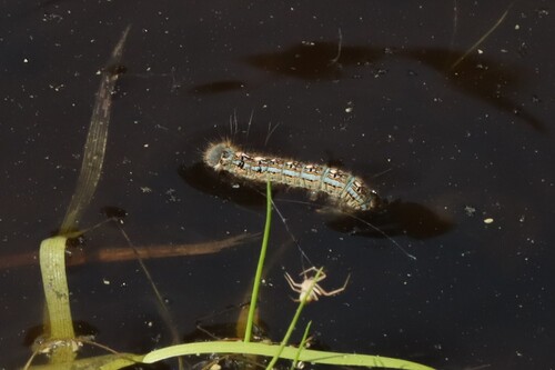 Forest Tent Caterpillar Moth