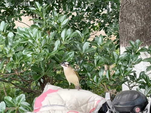 Light-vented Bulbul