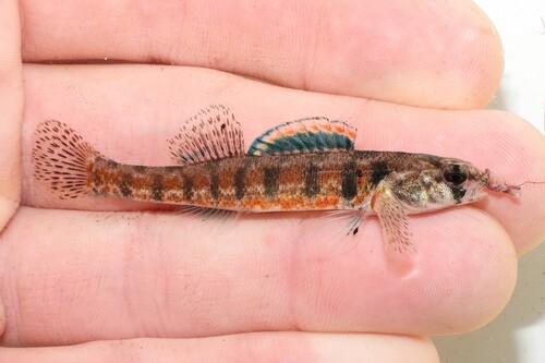 Iowa darter (Etheostoma exile) — Percidae — 2
