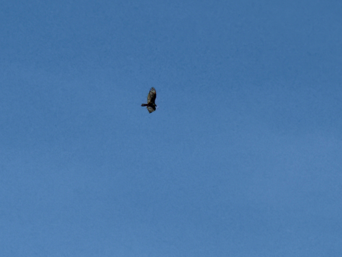 Turkey Vulture observed by pinch