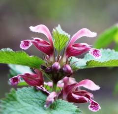 Lamium orvala