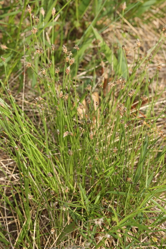 Eleocharis melanocarpa, 2026-06-02