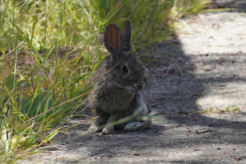 Brush Rabbit observed by overduehappiness