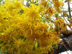 Sinclairia discolor