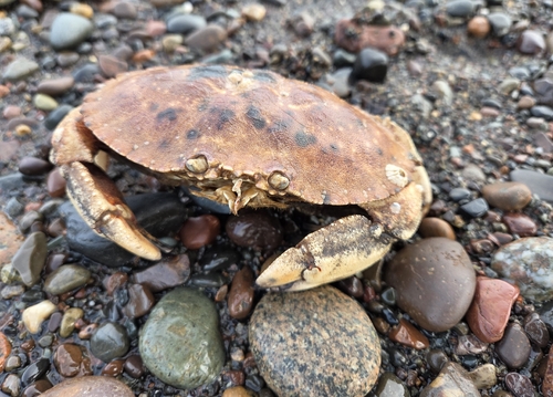Jonah Crab
