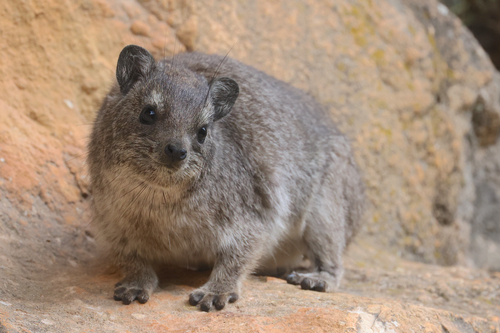 Bush Hyrax
