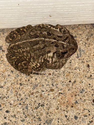 Fowler's Toad observed by woodychapel