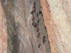 Taphozous melanopogon