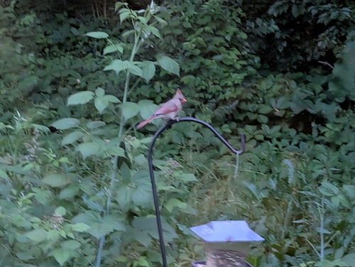 Northern Cardinal observed by aryn16949