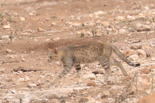 North African Wildcat