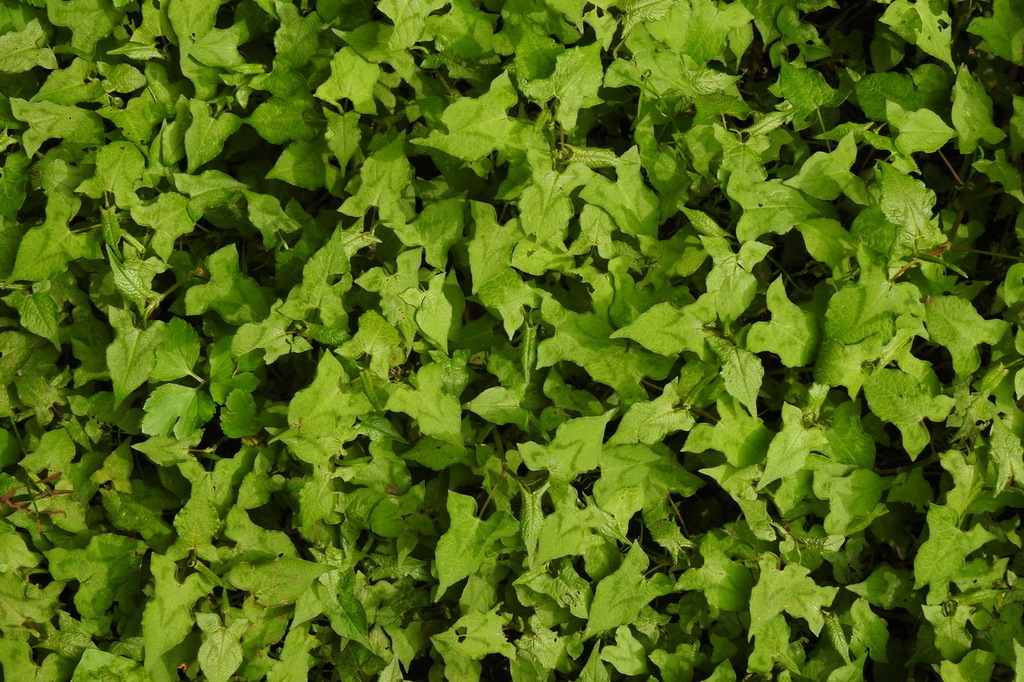 Persicaria biconvexa