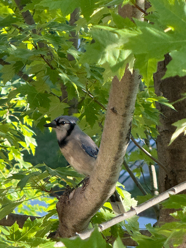 Blue Jay observed by bumblebeebutts