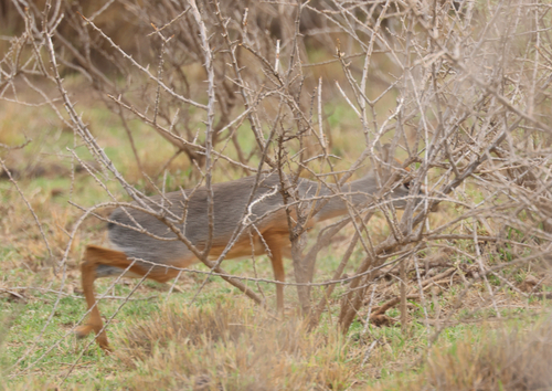 Salt's Dik-dik