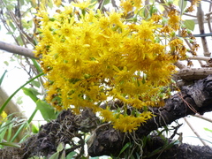 Sinclairia discolor