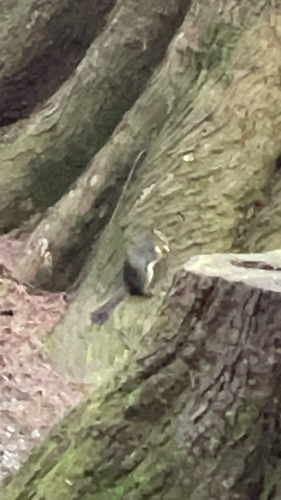 Douglas's Squirrel observed by rubberduck135